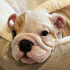 Meet your Posher, Ellie